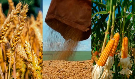 Argentina entra en semanas clave para trigo, maíz y soja en medio de un mercado global inestable